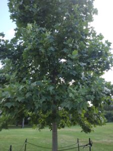 Botanical Garden. NYC