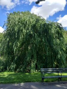 Botanical Garden. NYC