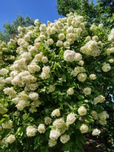 Botanical Garden. NYC