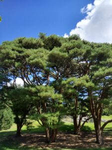 Botanical Garden. NYC