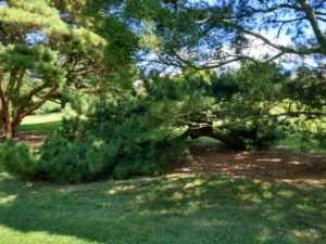 Botanical Garden. NYC