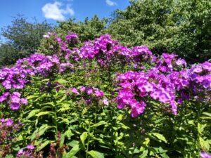 Botanical Garden. NYC