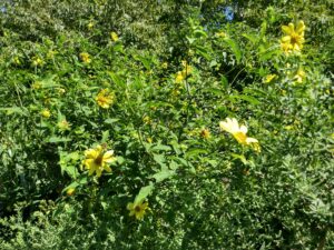 Botanical Garden. NYC