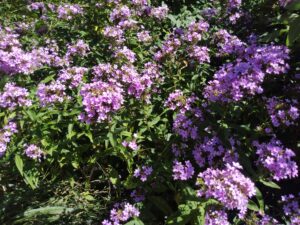 Botanical Garden. NYC