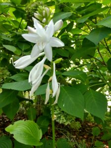 Botanical Garden. NYC