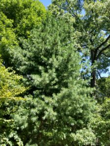 Botanical Garden. NYC