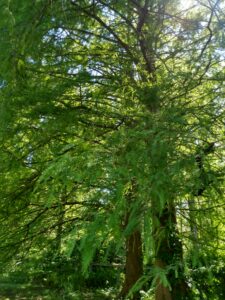 Botanical Garden. NYC