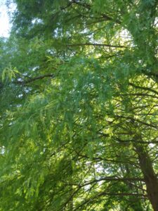 Botanical Garden. NYC