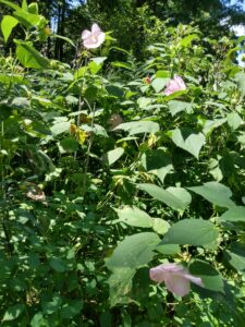 Botanical Garden. NYC