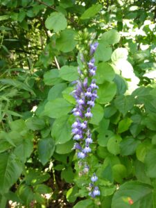 Botanical Garden. NYC