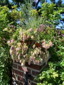 Botanical Garden. NYC