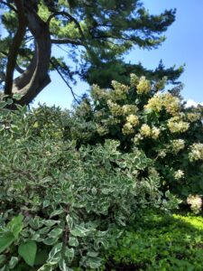 Botanical Garden. NYC