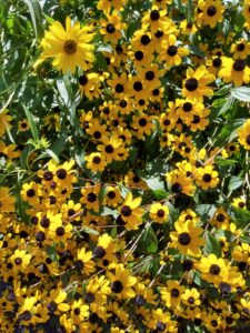 Botanical Garden. NYC