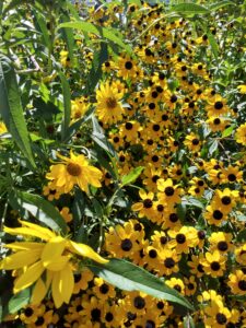 Botanical Garden. NYC