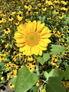 Botanical Garden. NYC