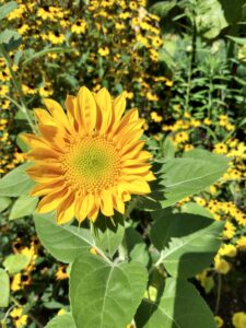 Botanical Garden. NYC