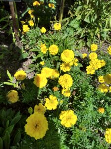 Botanical Garden. NYC