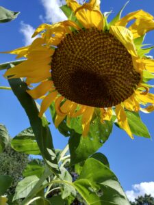 Botanical Garden. NYC