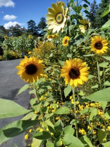 Botanical Garden. NYC