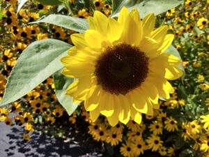 Botanical Garden. NYC