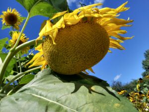 Botanical Garden. NYC