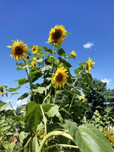 Botanical Garden. NYC