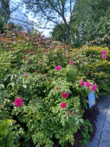 Botanical Garden. NYC