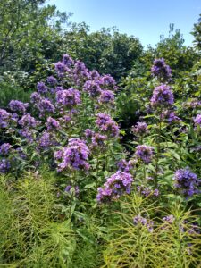 Botanical Garden. NYC