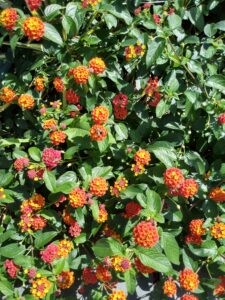 Botanical Garden. NYC