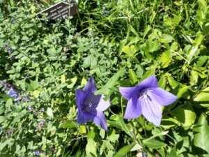 Botanical Garden. NYC