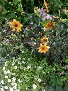 Botanical Garden. NYC