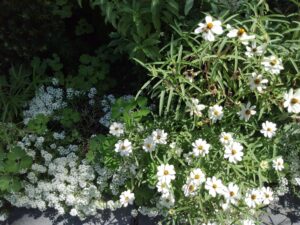 Botanical Garden. NYC