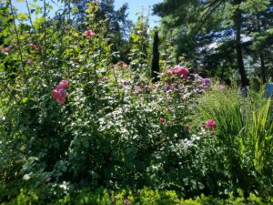 Botanical Garden. NYC