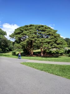 Botanical Garden. NYC