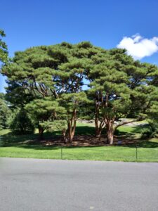 Botanical Garden. NYC