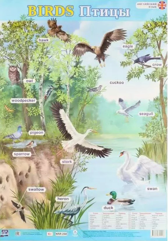 Английский язык. Birds/Птицы. Учебный плакат (Формат А2)